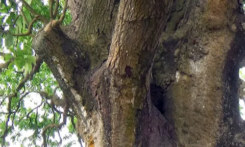 "Cụ” xoài cổ hơn 300 tuổi vẫn xanh tốt "đẻ" trái sòn sòn