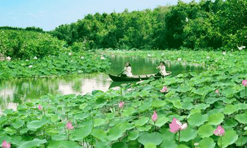 Nhiều hoạt động ý nghĩa tại Lễ hội sen Đồng Tháp