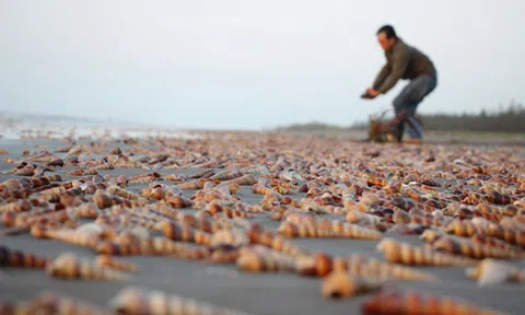 Mùa ốc “chạy”