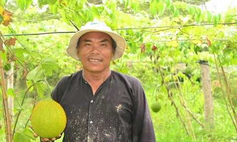 Vĩnh Long: Trồng gấc trên đất ruộng cho thu nhập khá