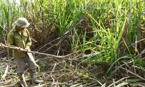  Mía - cây trồng hiệu quả kinh tế ở Tuyên Quang