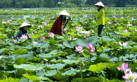 Đặc trưng văn hoá địa phương qua ngôn ngữ Nam Bộ