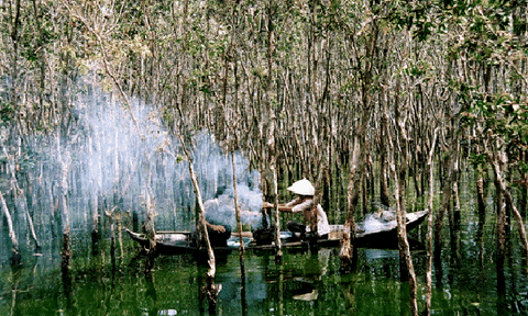 Về miền Tây khám phá những khu vườn tràm