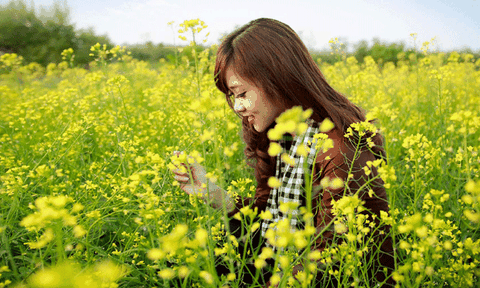 Đợi mùa hoa cải năm sau