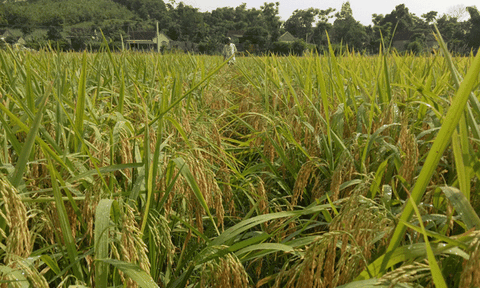 Vai trò của Hội Nông dân Châu Lý trong phát triển kinh tế