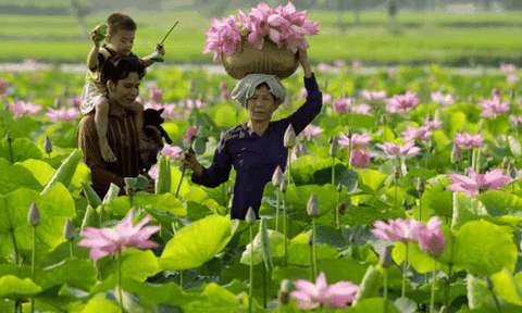 Thay đổi thời gian tổ chức Lễ hội Sen Đồng Tháp năm 2018