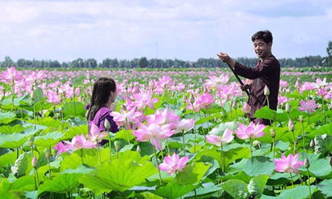 Về quê hương “Đất sen hồng”