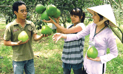 Ngọt ngào làng du lịch bưởi Tân Triều