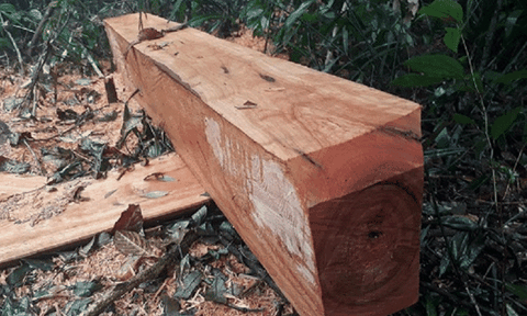 Rừng phòng hộ bị “xẻ thịt”, phó Chủ tịch huyện bị kỷ luật