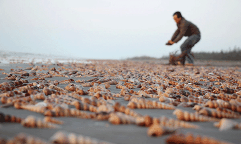 Mùa ốc “chạy”