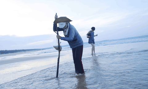 Mùa cào nghêu ở bãi ngang Quảng Ngãi