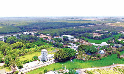 Hấp dẫn “rừng thuốc” giữa vùng Đồng Tháp Mười 