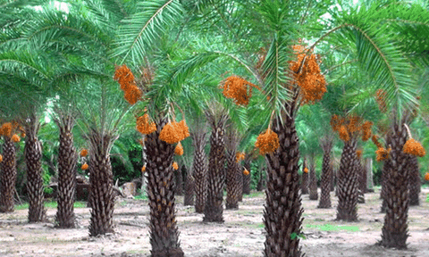 Chà là - cây kiểng công trình mới làng hoa Sa Đéc