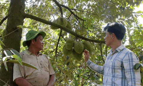 Về cù lao Dài, nhớ hoài sầu riêng