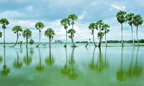 Đến An Giang: Ăn lẩu cá linh, sống mùa nước nổi
