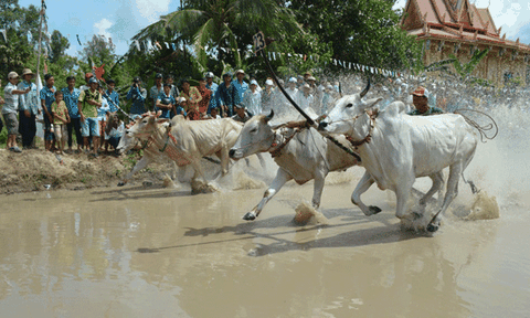 Hướng tới ngày hội đua bò Bảy Núi