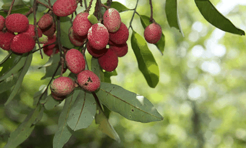 “Săn” trái trường Bảy Núi