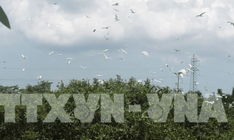 Du lịch sinh thái vườn cò hấp dẫn du khách ở Kiên Giang