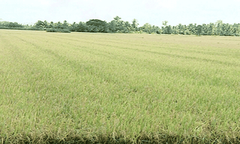 Trên "cánh đồng mơ ước" ở Trà Ôn