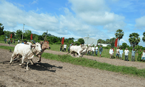 An Giang: “Dấu ấn” đua bò tốc độ