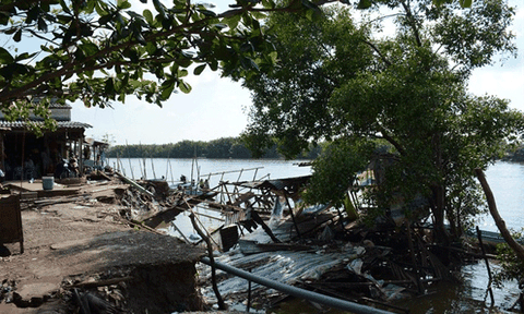 Cà Mau: Khẩn cấp ứng phó với sạt lở