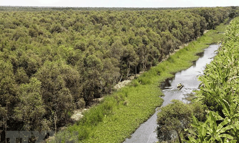 Độ ẩm ở mức cao, rừng tràm U Minh Hạ thoát nguy cơ cháy