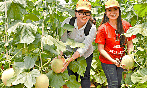 Du lịch miệt vườn thưởng thức trái cây