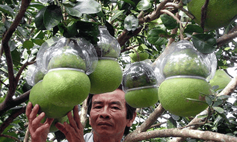 “Chuyện con tem” trên trái cây miền Tây