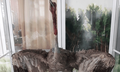 Trưng bày tiêu bản Sếu đầu đỏ đã qua đời