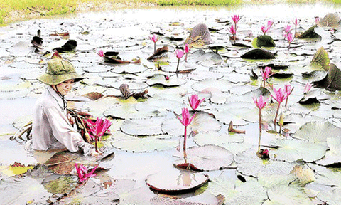 Tây Ninh - Miền quê êm ả