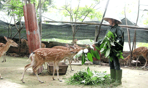 Hết năm 2019, Vĩnh Phúc có 100% xã đạt chuẩn NTM