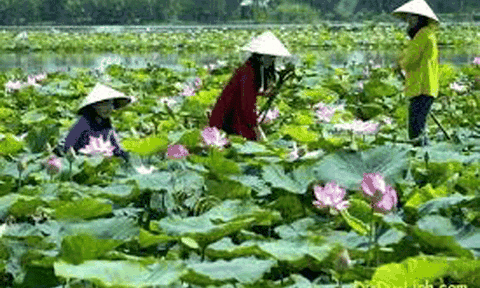 Đồng Tháp ước đón 1,9 triệu lượt khách