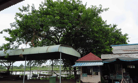 “Vũ khúc ô môi" quê Bác