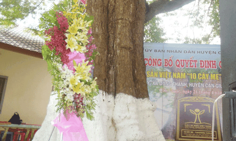 Thú vị cây di sản 