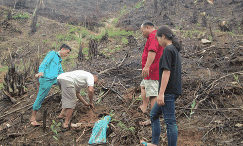 Lâm Bình trồng rừng "về đích" sớm