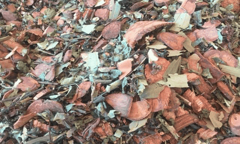 Lá tắm dân tộc Dao đỏ Sapa 