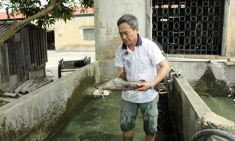 Tuyên Quang: Sản xuất thành công cá chiên quý hiếm