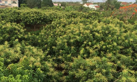 Xây dựng và phát triển du lịch Giồng Nhãn Bạc Liêu