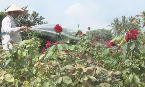 Người sở hữu hơn 40.000 chậu hoa hồng