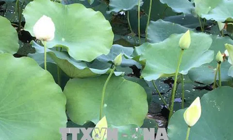 Huế nhân rộng giống sen trắng quý hiếm ở khu vực Đại Nội