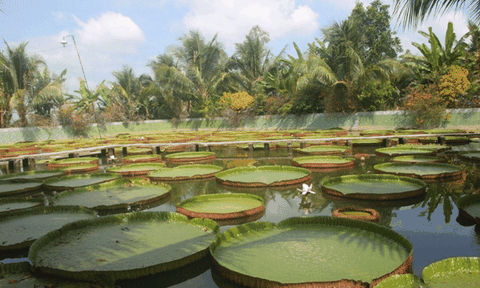 Chuyện lạ trong ngôi chùa độc nhất miền Tây