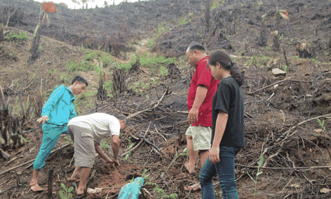 Lâm Bình (Tuyên Quang) trồng rừng "về đích" sớm