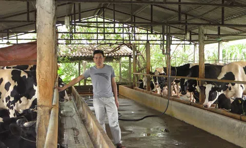 Vắt sữa bò ra... ô tô