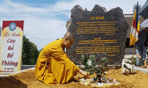 Đến chùa Tam Chúc ngắm cây Bồ Đề thiêng 