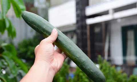 Chuyện của nhà văn: Về quả dưa chuột!