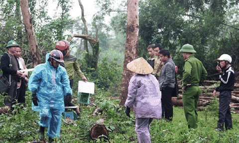 Hà Tĩnh: “Dấu hỏi lớn” vụ Hiệu trưởng “bán nhầm” cây của dân? 