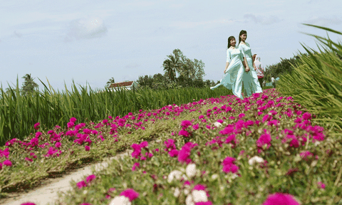 Con đường hoa mười giờ "độc" nhất miền Tây