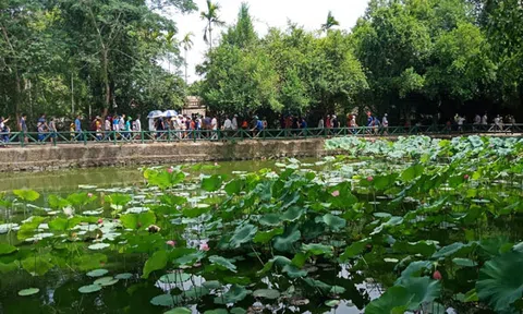 Ao Sen tại Khu di tích Kim Liên giảm về số lượng, chất lượng