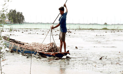Thức từ 2 giờ sáng đi “săn” sản vật mùa nước nổi 