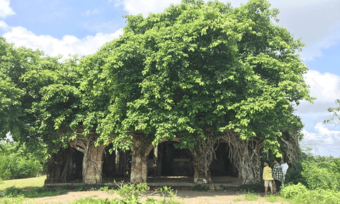 Người dân muốn giữ ngôi đình nằm trọn trong bộ rễ bồ đề